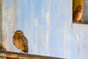 Arise Owl Sanctuary - Hero Image