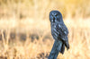 Greater Sooty Owl - Hero Image