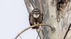 Mottled Wood Owl - Hero Image