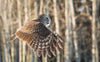 Great Horned Owl Wingspan - Hero image