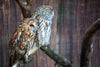 Barred Owl Size - Hero Image
