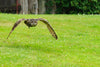Raptor Sanctuaries - Hero Image