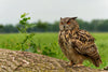Eurasion Eagle Owl - Hero Image