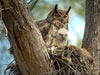 Owl Nesting - Hero Image