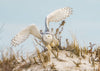Owl Migration - Hero Image