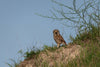 Owl's Hill Nature Sanctuary: A Shelter of Biodiversity and Quietness