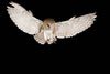 Black Barn Owl - Hero Image
