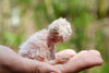 Baby Barn Owls - Hero Image