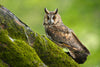 The Long-Eared Owl: A More Critical Gander at an Interesting Nighttime Hunter