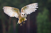 Owl Lifespan - Hero Image