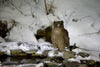 Blakiston's Fish Owl - Hero Image