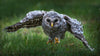 Owl Talons - Hero Image
