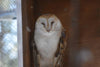 Safeguarding the Wizardry of the Night Sky: Investigating the Universe of Barn Owl Sanctuaries