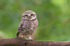 Manga Owl - Hero Image