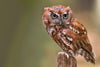The Eastern Screech Owl - Main Image