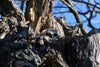 Owl Sanctuaries in California - Hero Image