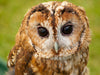 Brown Owl vs. Tawny Owl - Hero Image